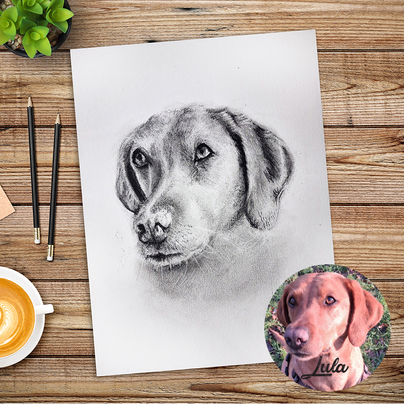 Custom charcoal pet portrait, hand drawn dog or cat illustration